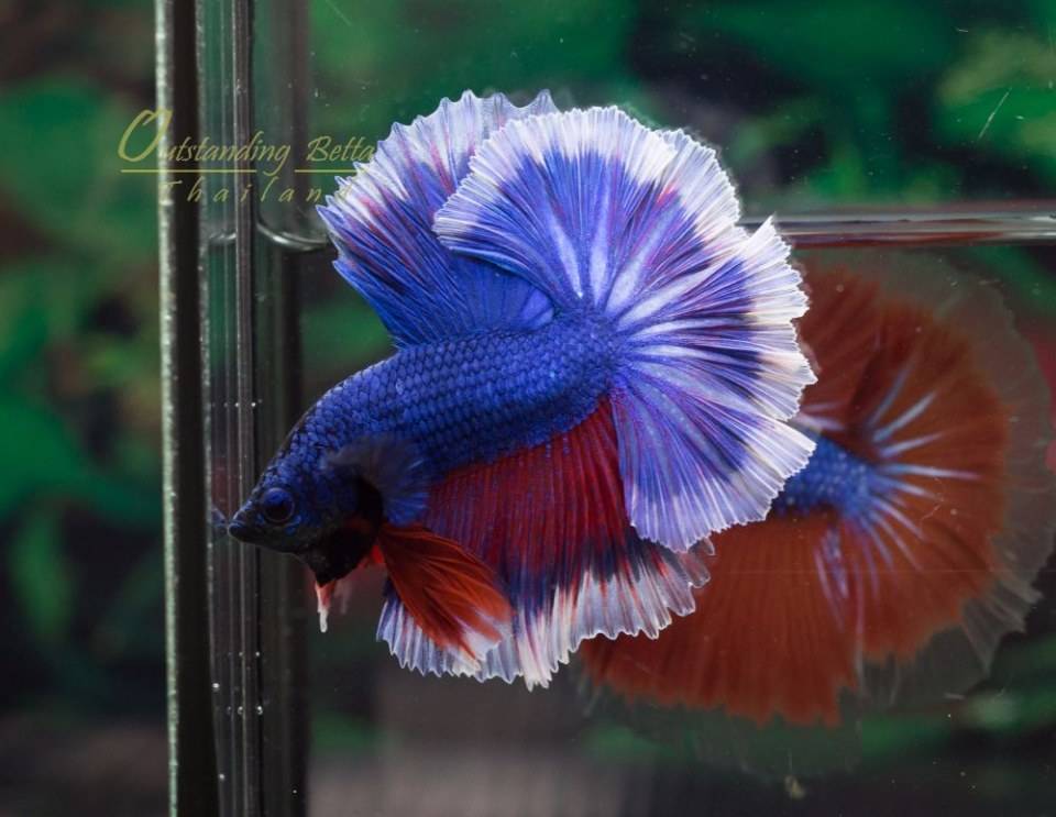 Outstanding Betta Thailand 01