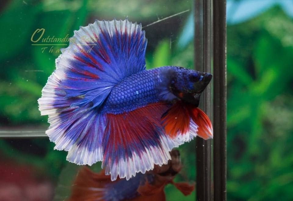 Outstanding Betta Thailand 01