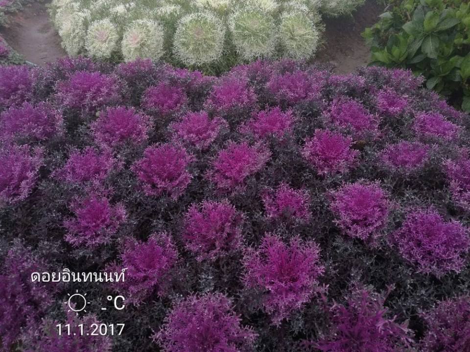 ดอกไม้เมืองเหนือ