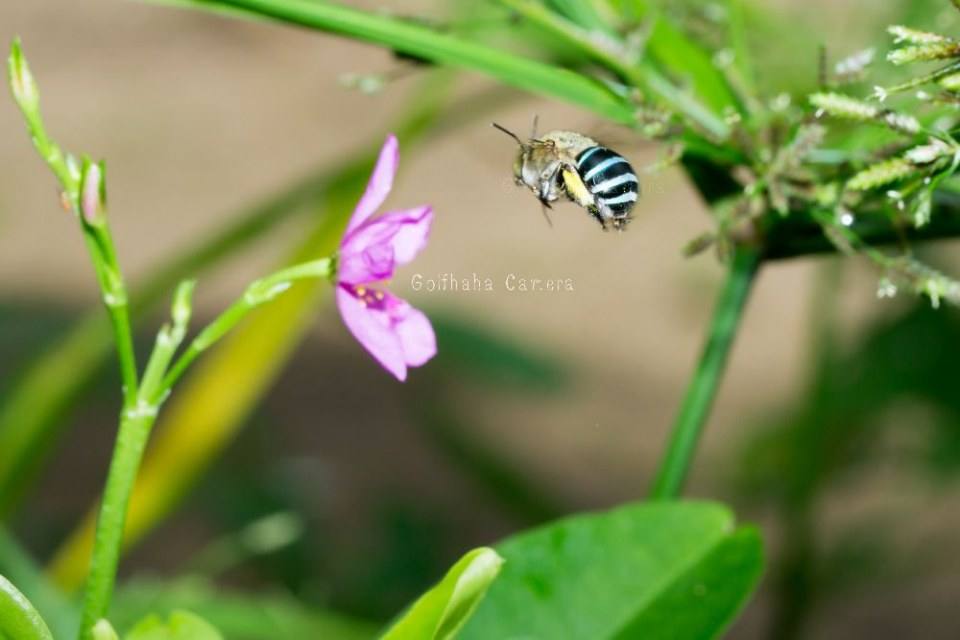 ผึ้งสีฟ้า