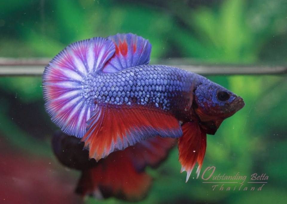 Outstanding Bettas Thailand
