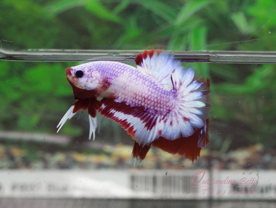 Outstanding Bettas Thailand