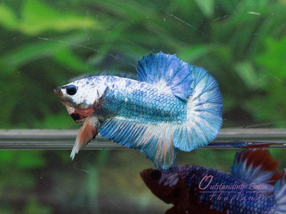 Outstanding Bettas Thailand