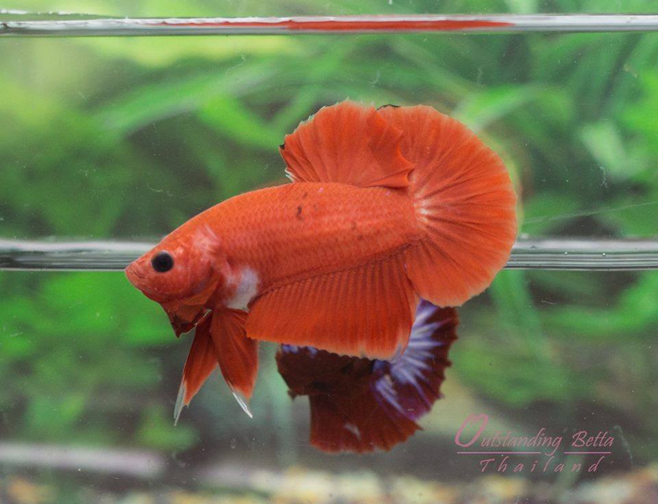 Outstanding Bettas Thailand