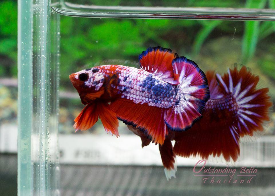 Outstanding Bettas Thailand