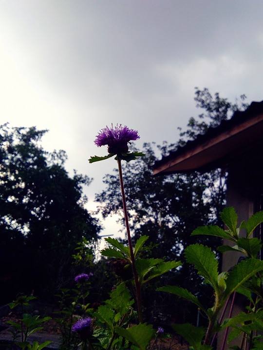 เที่ยวสบปราบก่อนหน้าหนาว