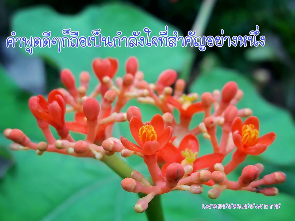 ข้อคิด คำคม คติเตือนใจ