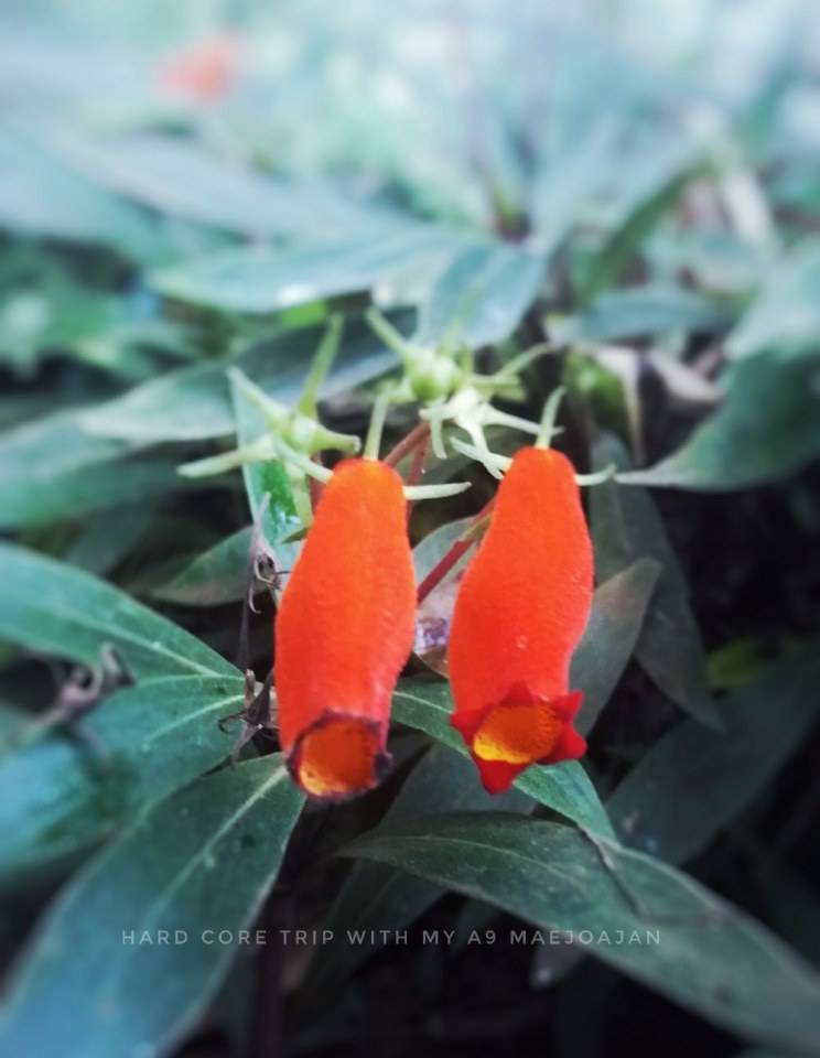 ดินแดนสามหมอก