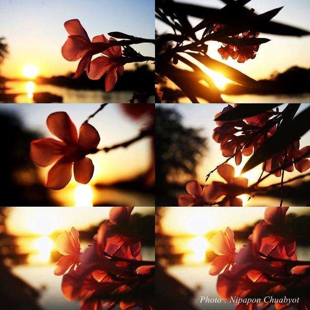 ภาพรวม