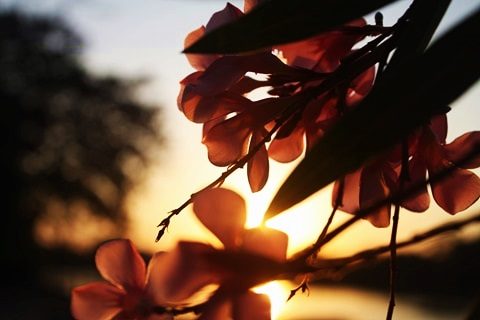 ฅ.สร้างภาพ