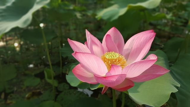 กระดานธรรมดี