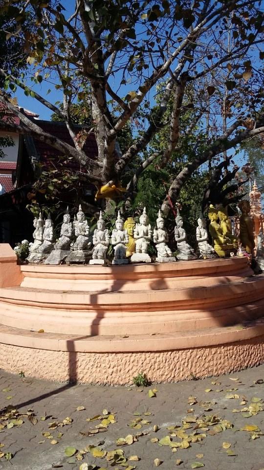 ความยิ่งใหญ่ ของ จ.เชียงราย กับ วัดพระสิงห์ เชียงราย