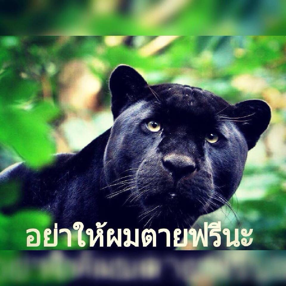 ชีวิตพวกผม มีค่าแค่ แสนห้า เท่านั้นหรือ ?
