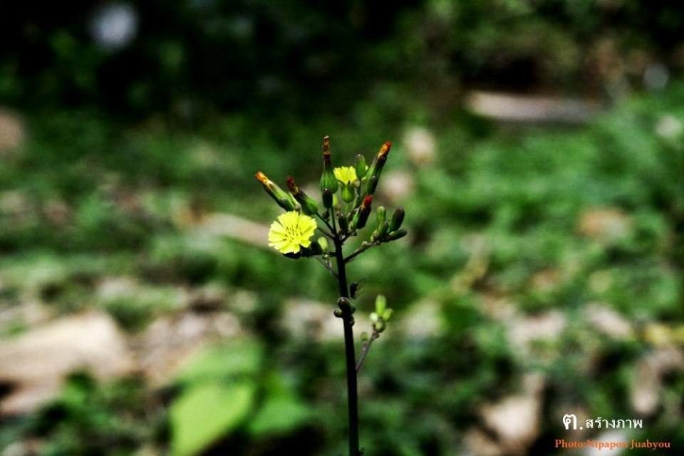 ฅ.สร้างภาพ (กาญจนบุรี ทุ้งใหญ่นเรศวร ตะวันตก)
