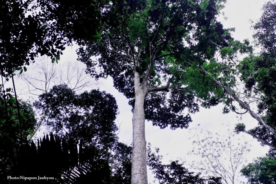 ฅ.สร้างภาพ (กาญจนบุรี ทุ้งใหญ่นเรศวร ตะวันตก)
