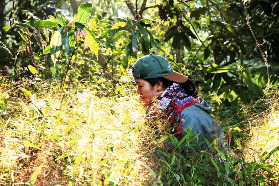 ฅ.สร้างภาพ (กาญจนบุรี ทุ้งใหญ่นเรศวร ตะวันตก)