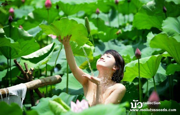 นางฟ้าสระบัว (บัว collection by เม็ดบัวอบกรอบ มาย www.mailotusseeds.com )
