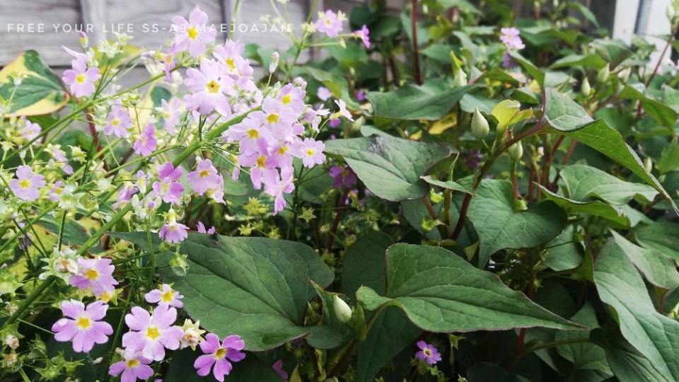 花..Hana เบ่งบานสัญชาติญี่ปุ่น set1
