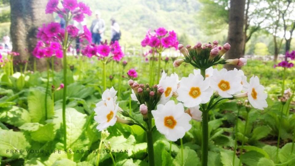 花..Hana เบ่งบานสัญชาติญี่ปุ่น set2