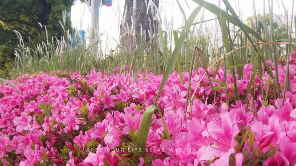 花..Hana เบ่งบานสัญชาติญี่ปุ่น set2