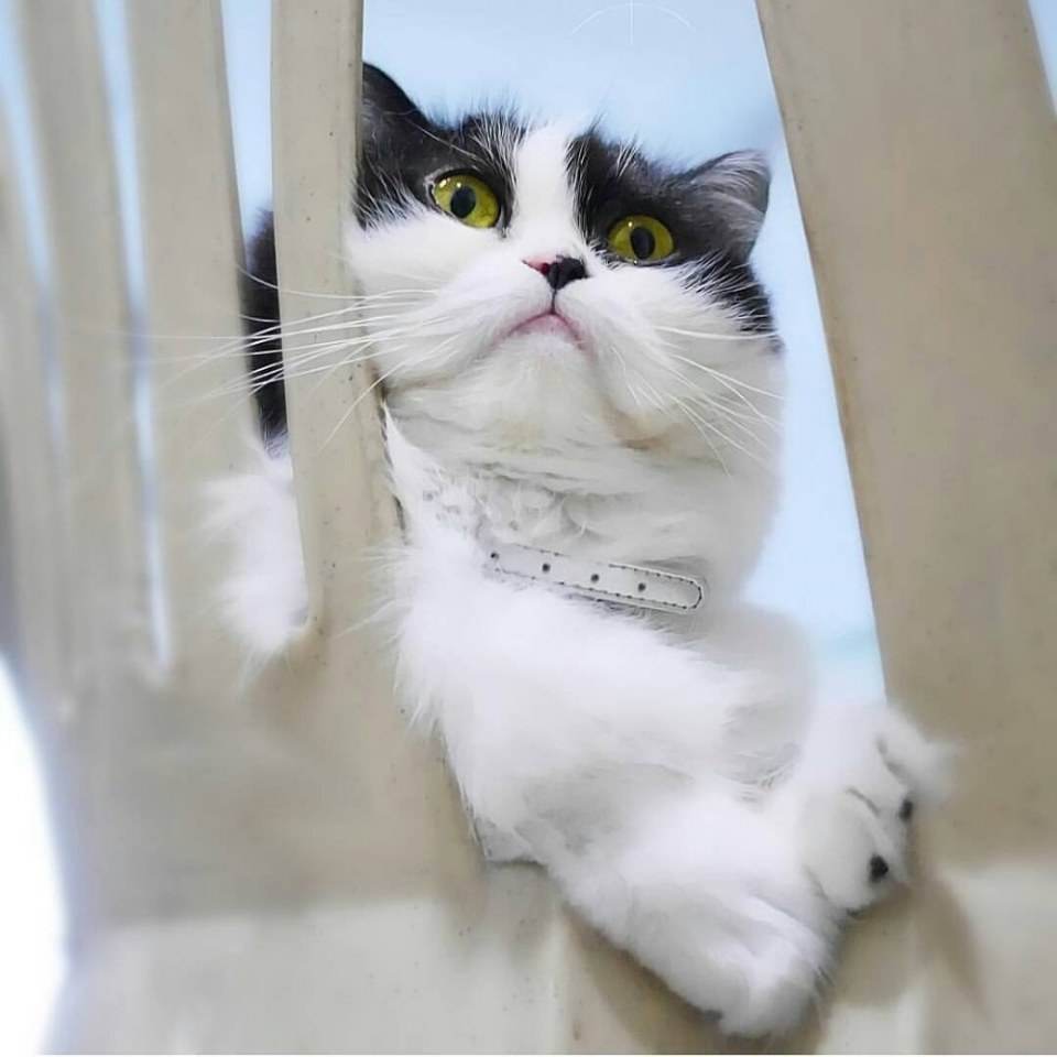 นางเหมียว