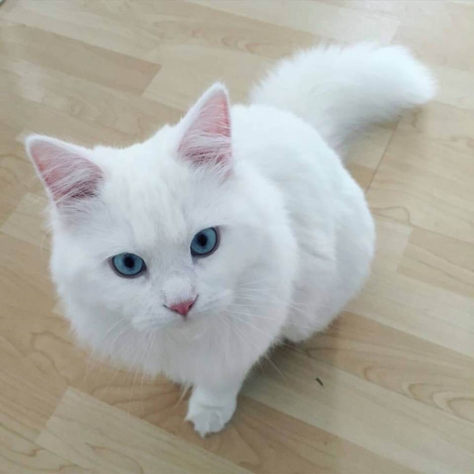นางเหมียว