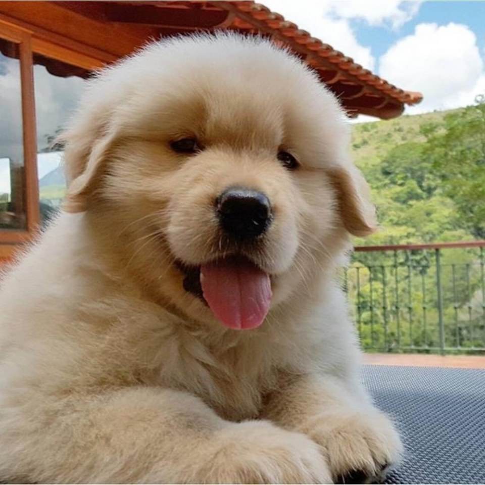 น้องหมา