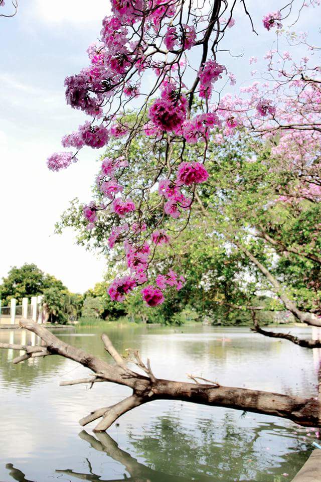 ซากุระเมืองไทย