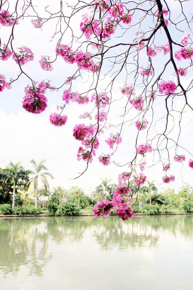 ซากุระเมืองไทย