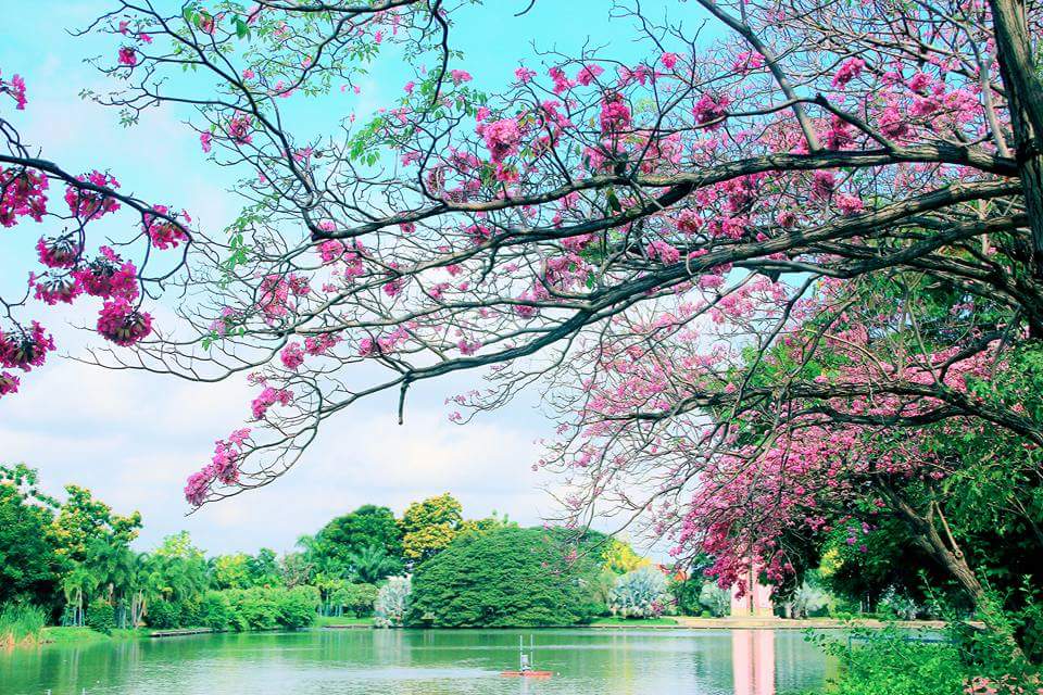 ซากุระเมืองไทย