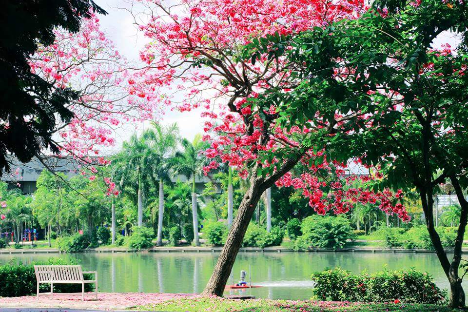 ซากุระเมืองไทย