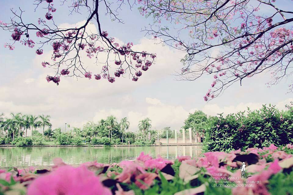 ซากุระไทย