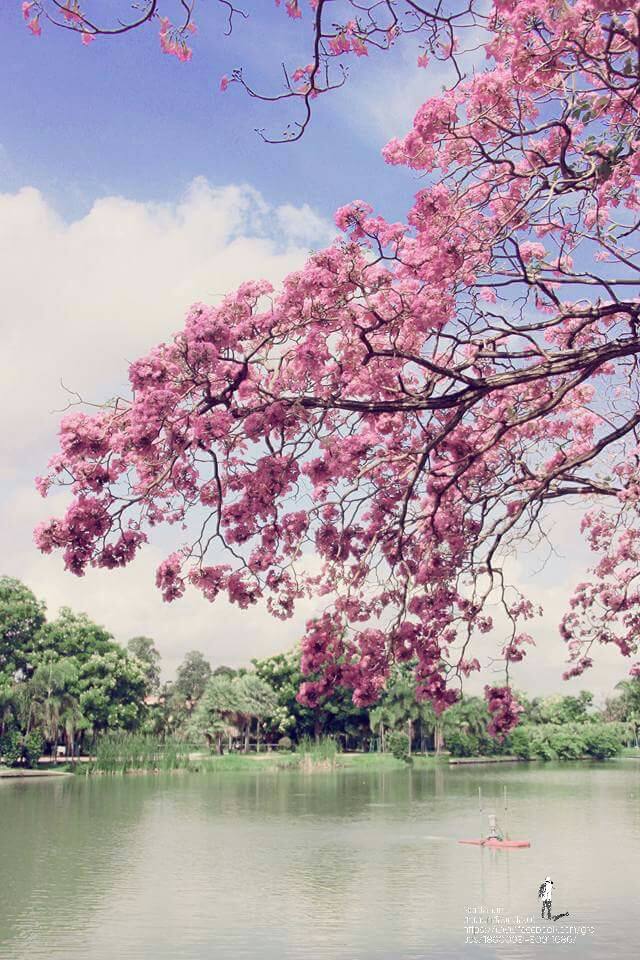 ซากุระไทย