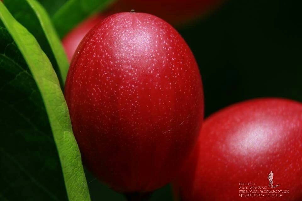 ผลไม้