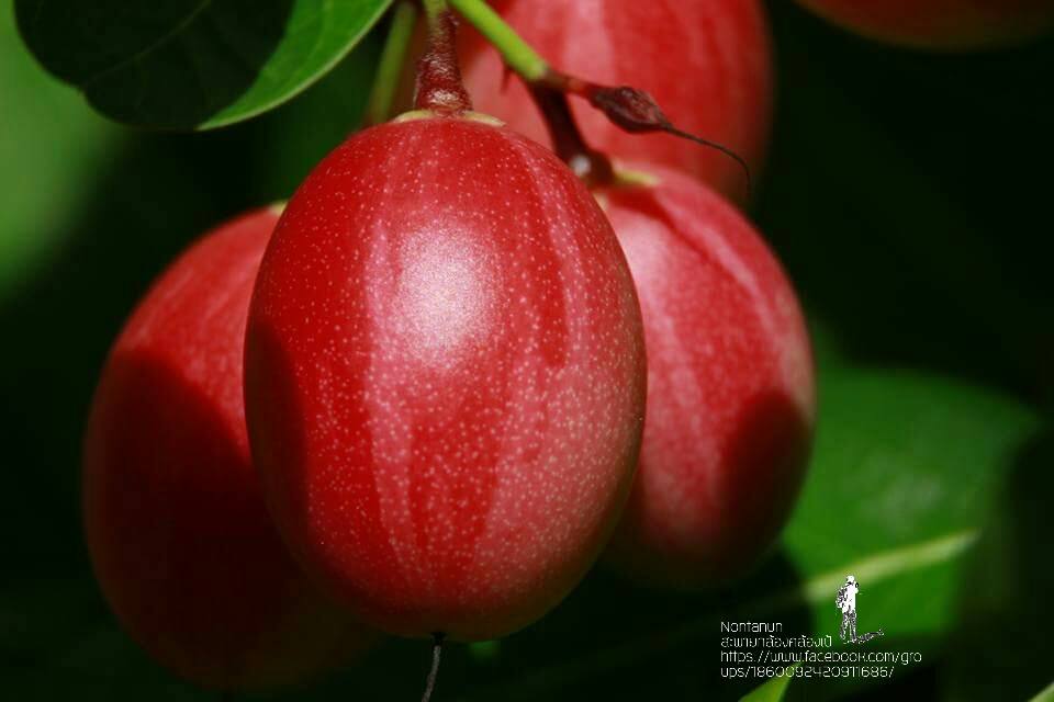 ผลไม้