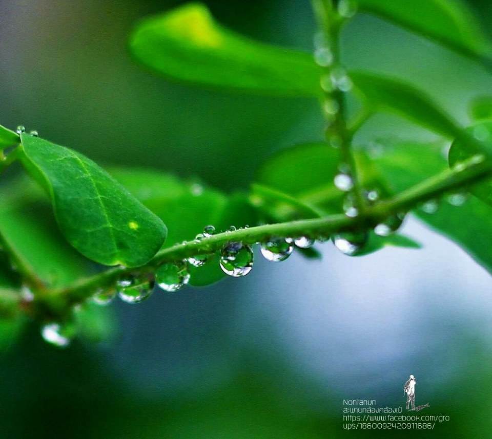 หลังฝนกระหน่ำ