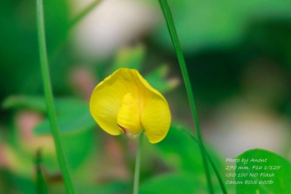 เจ้าดอกไม้