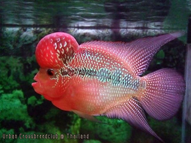 ปลาหมอสี