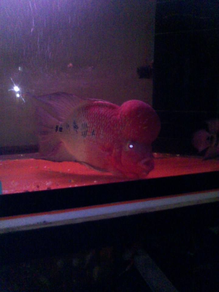 ปลาหมอสี สายพันธุ์ flowerhorn