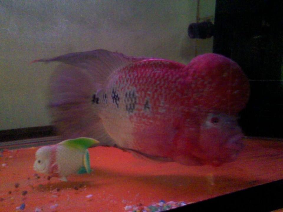 ปลาหมอสี สายพันธุ์ flowerhorn