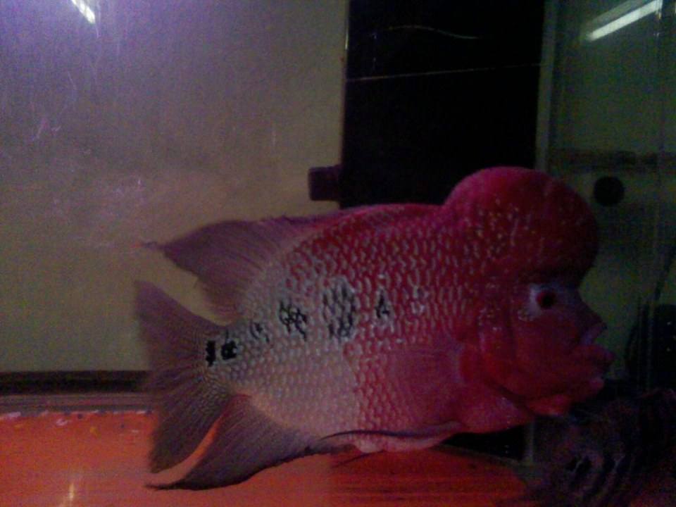 ปลาหมอสี สายพันธุ์ flowerhorn