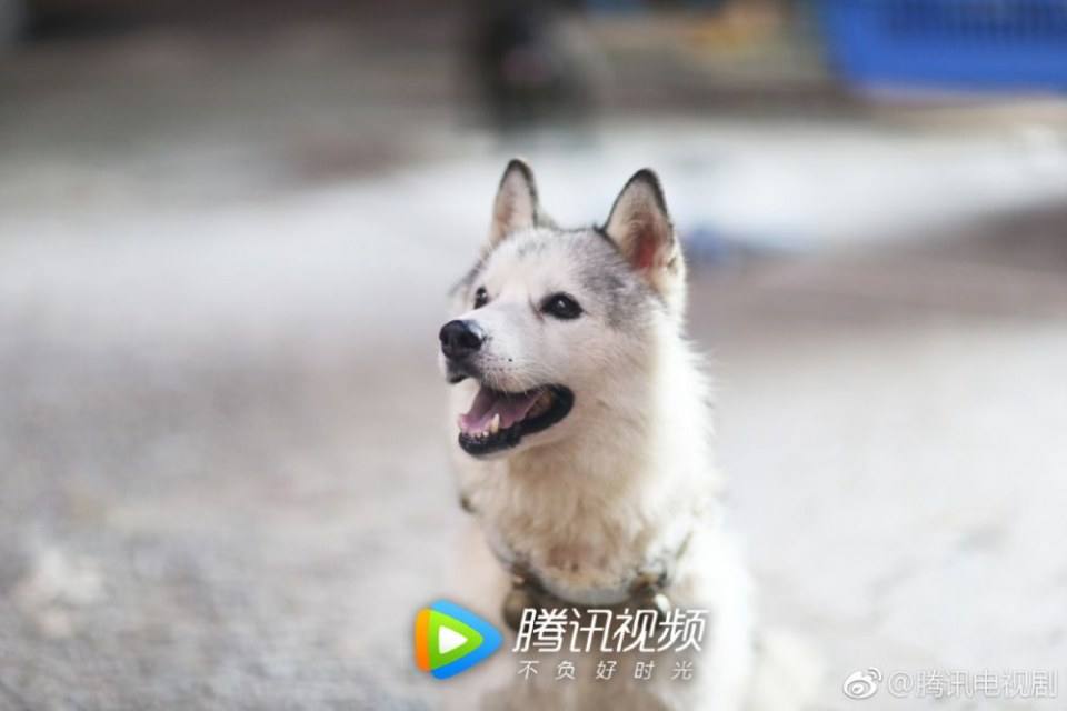 ละคร CHEN QING LING 《陈情令》 2018 4