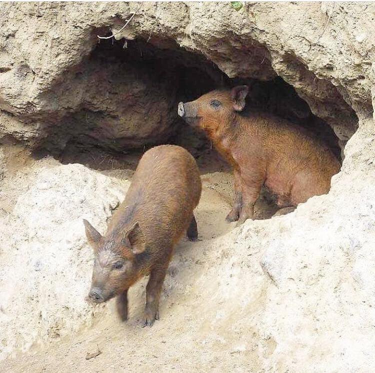 ขอบคุณทุกแรงกาย แรงใจทุกๆคน #13หมูป่ากลับบ้าน