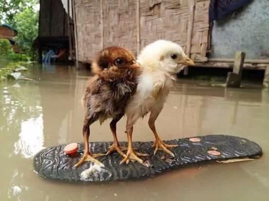 ความทุกข์ระทมของคนลาว