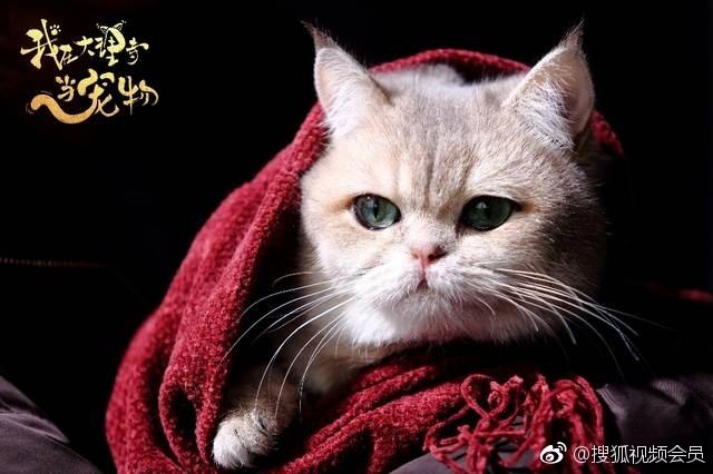 ละคร WO ZAI DA LI SI DANG CHONG WU 《我在大理寺当宠物》 2018