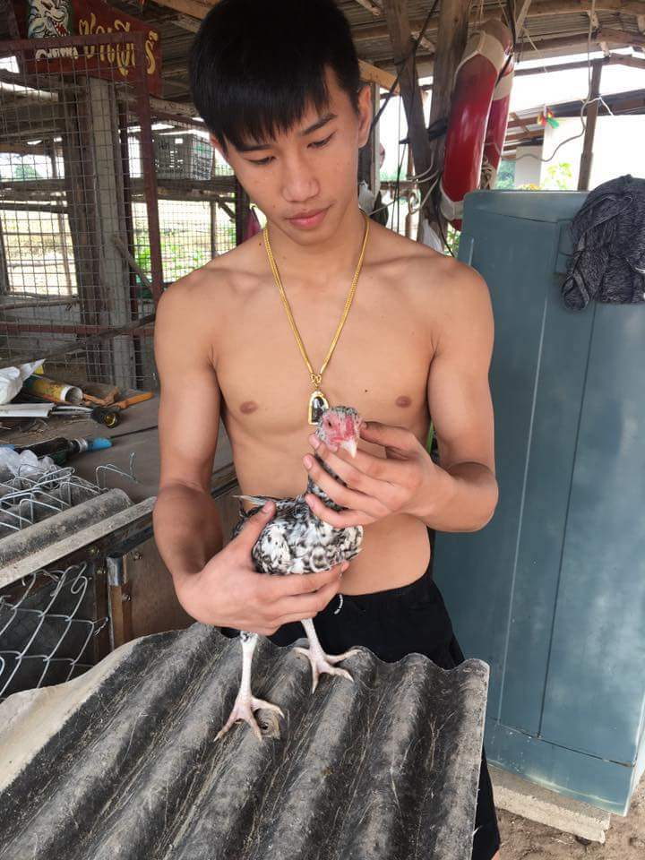 ตะวันฉาย นักมวยหล่อ