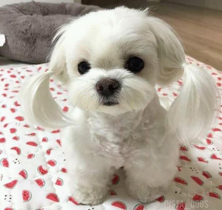 น้องหมาน่ารัก