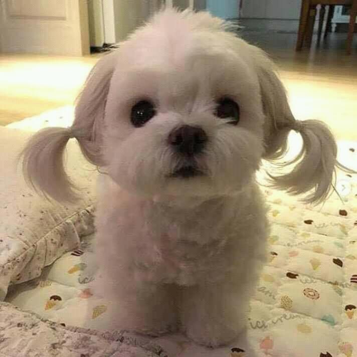 น้องหมาน่ารัก