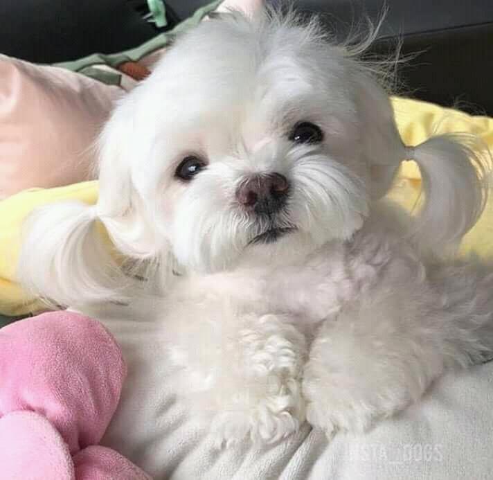 น้องหมาน่ารัก