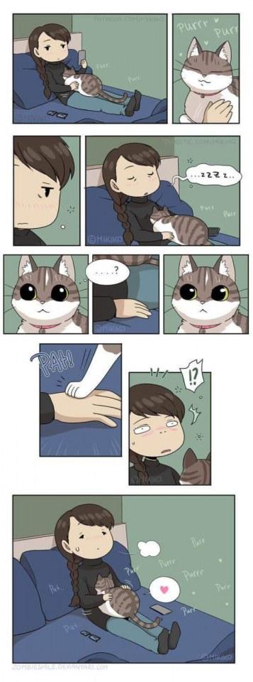 Funny kitten